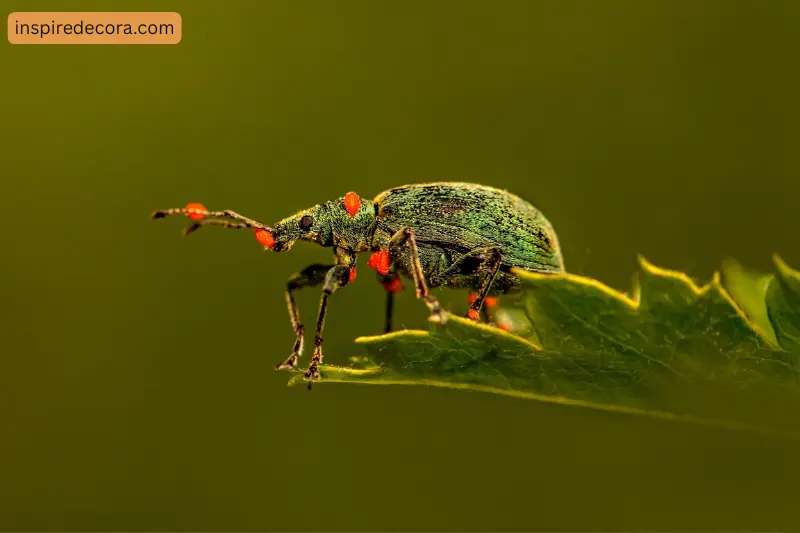 3 fewer weeds and pests