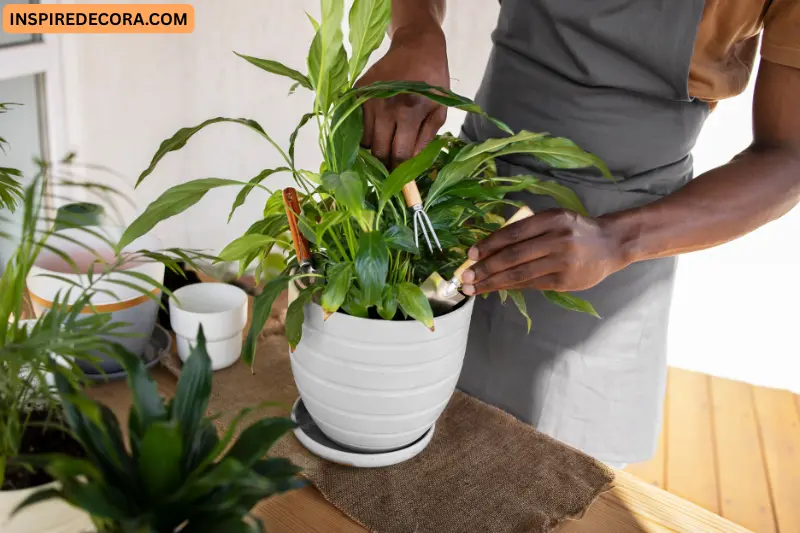 add indian indoor plants with ethnic pots