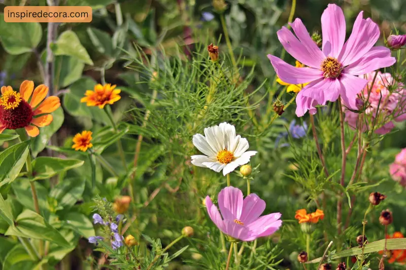 flowers