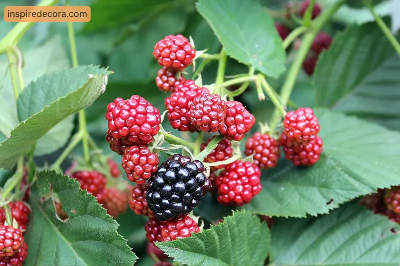 small fruits