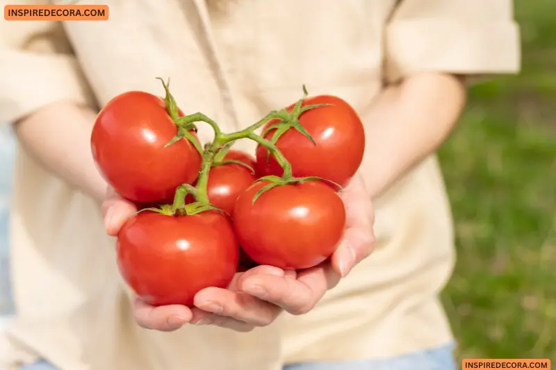 give tomatoes plenty of sunlight