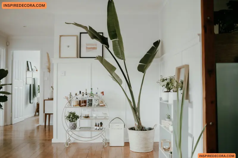 indoor plants in australian decor