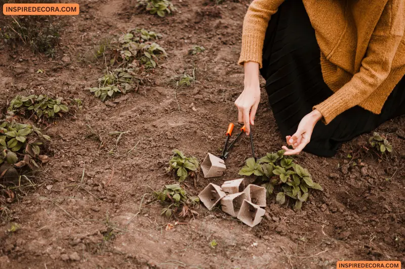 mulch to protect plants