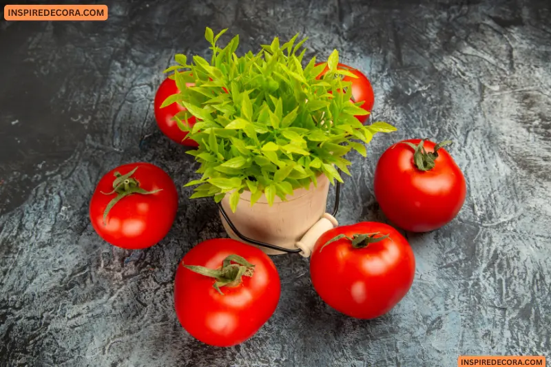 plant tomatoes deeply