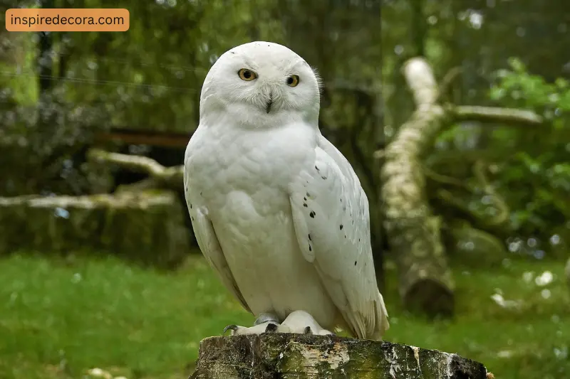 the white owl cozy meets modern