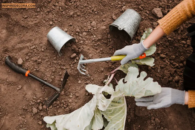 use mulching to protect and nourish soi